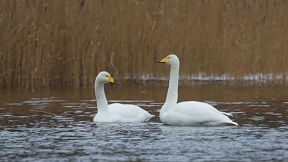 Powerelectronics 3665 Whopper Swans Format