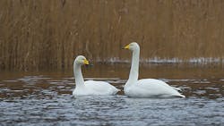 Powerelectronics 3665 Whopper Swans Format Powerelectronics 3665 Whopper Swans Format