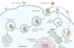 Pcsk9 Picture Pcsk9 Picture