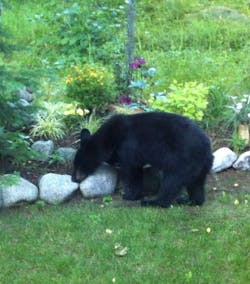 Www Electronicdesign Com Sites Electronicdesign com Files Rako Nelson Fig4 Www Electronicdesign Com Sites Electronicdesign com Files Rako Nelson Fig4