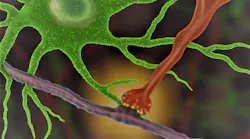 astrocytesynapse