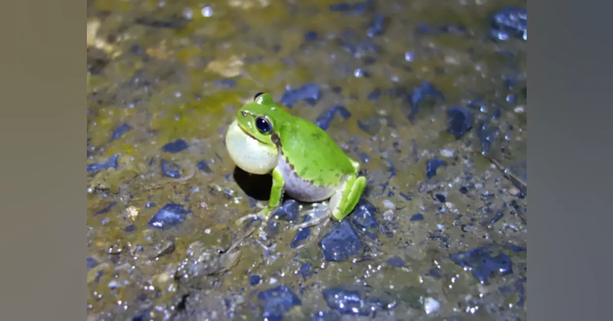 Multi-hop communication: Frog choruses inspire wireless sensor networks ...