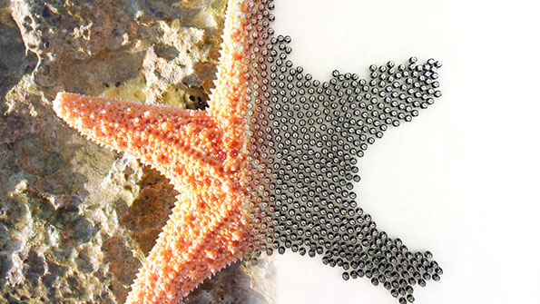 Just as single cells can assemble into complex multicellular organisms the individual Kilobots can follow simple rules to autonomously assemble into predetermined shapes The vast scale of this swarm is a milestone in itself Photo courtesy of Mike Rubenstein and ScienceAAAS