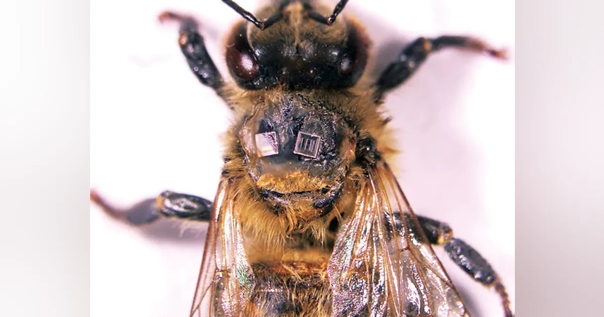 Tagging Insects RFID Tags Track Bee Behavior | Electronic Design
