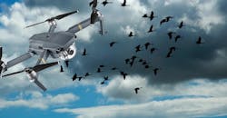 Testing bird flight for drones Testing bird flight for drones