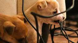 Promo for Protection From Puppies (or Wombats): A Closer Look at USB PD 3.0’s Fast Role Swap