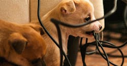 Promo for Protection From Puppies (or Wombats): A Closer Look at USB PD 3.0’s Fast Role Swap Promo for Protection From Puppies (or Wombats): A Closer Look at USB PD 3.0’s Fast Role Swap