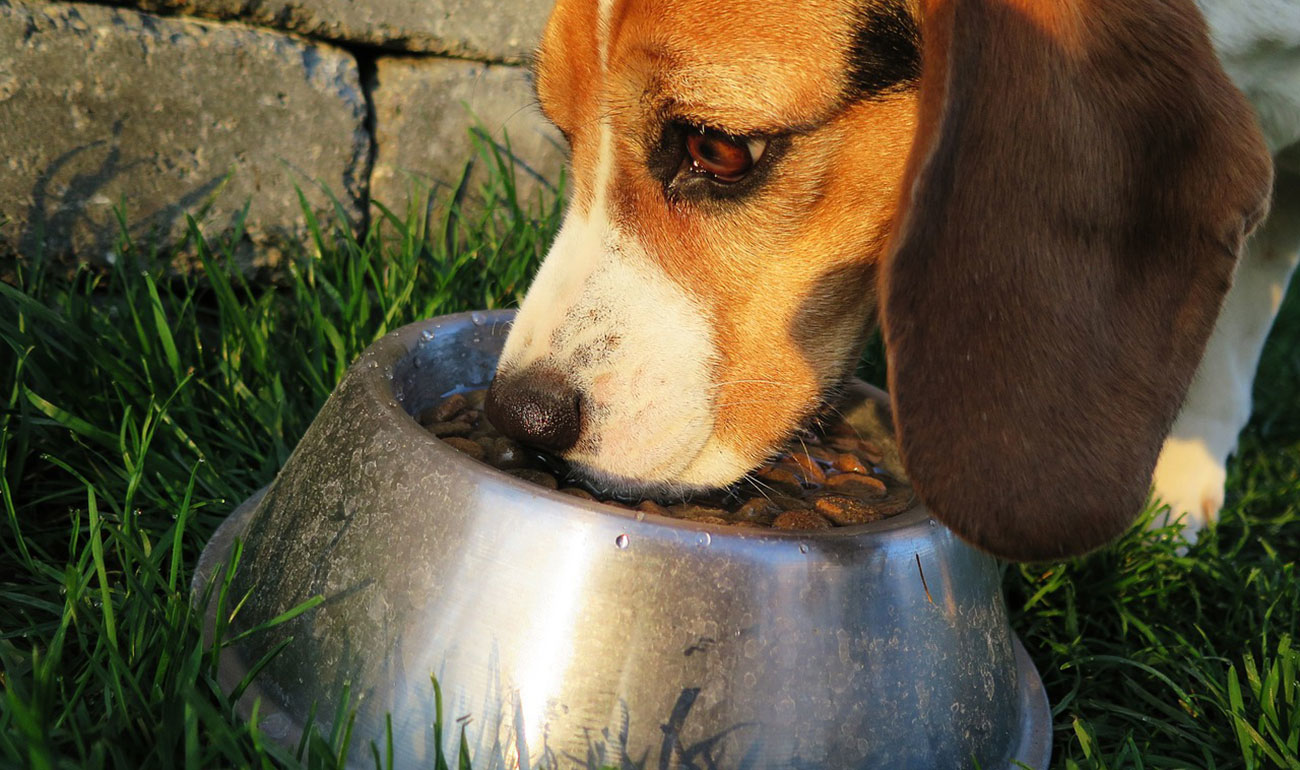 You Have to Try It&mdash;Checking Out the Dog Food