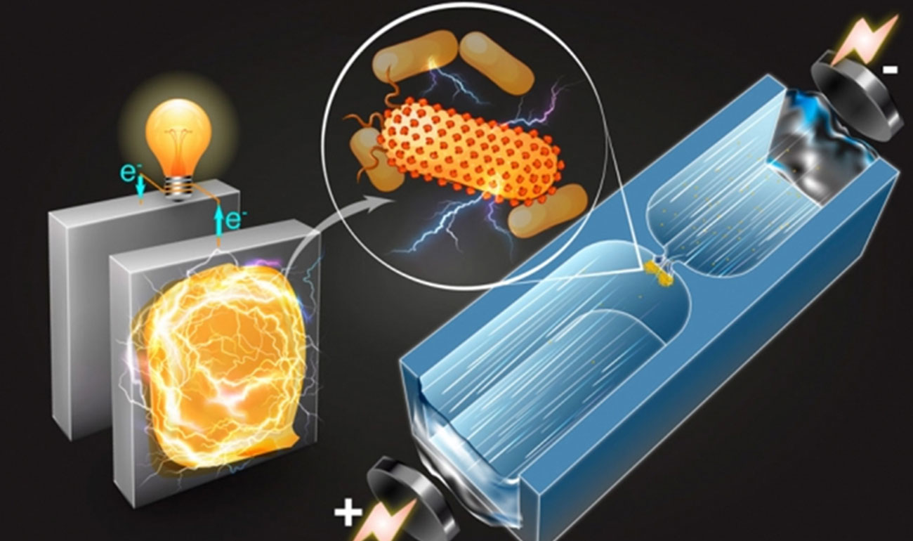 Fluidic Microchannel Identifies Electricity-Producing Bacteria
