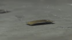 Cockroach Robot Squashed Cockroach Robot Squashed