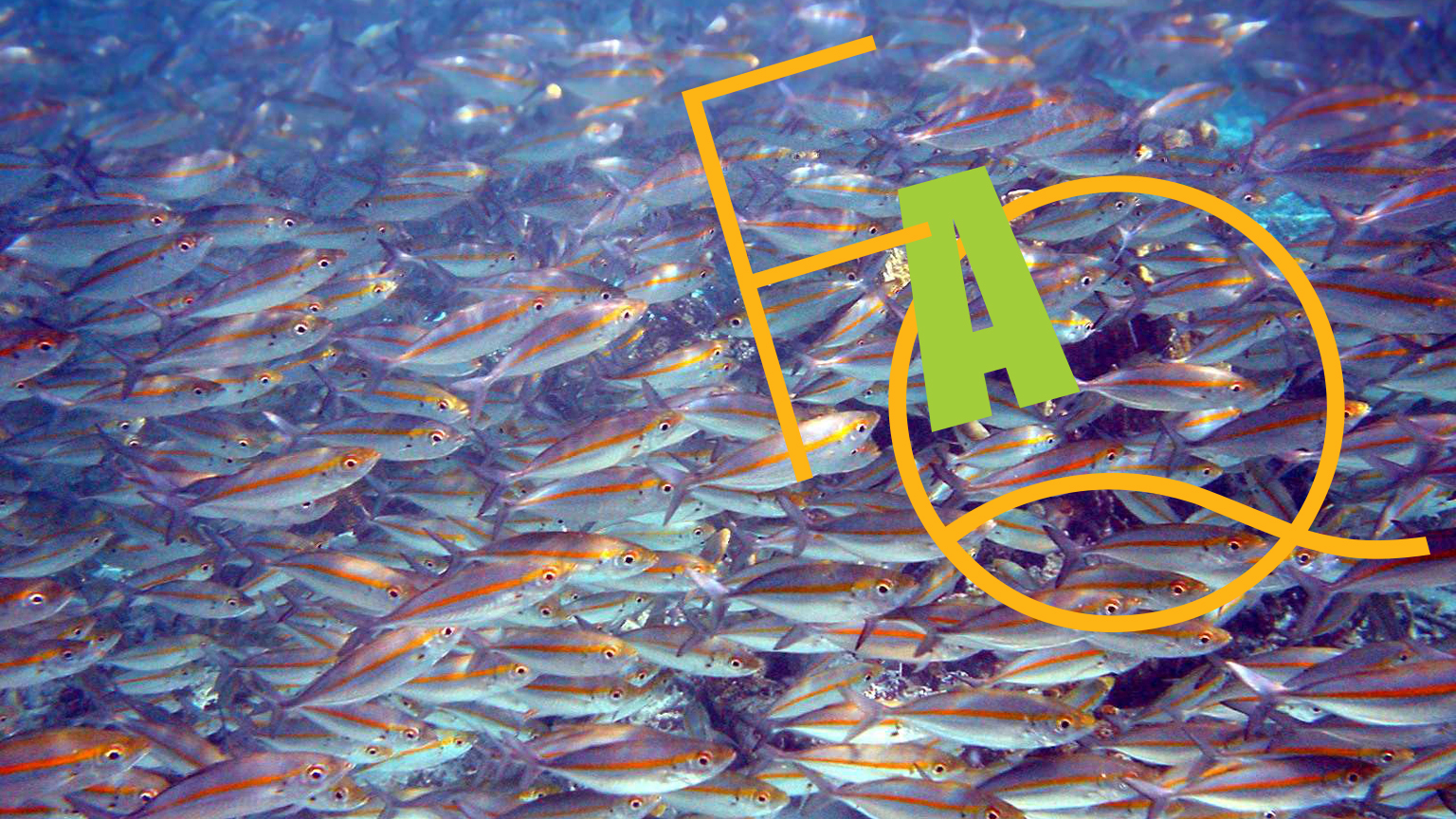 巴布亚新几内亚金龟子图宣传学校