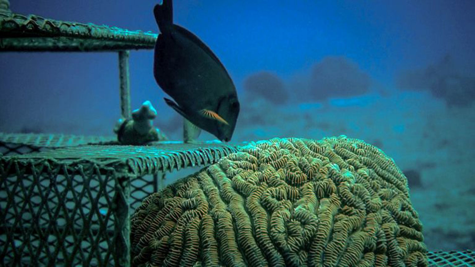 CCell intends to use its accelerated reef formation process to rebuild damaged coral reefs and build new ones to protect coastlines and marine habitats throughout the world's oceans.