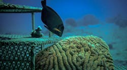 CCell intends to use its accelerated reef formation process to rebuild damaged coral reefs and build new ones to protect coastlines and marine habitats throughout the world&apos;s oceans.