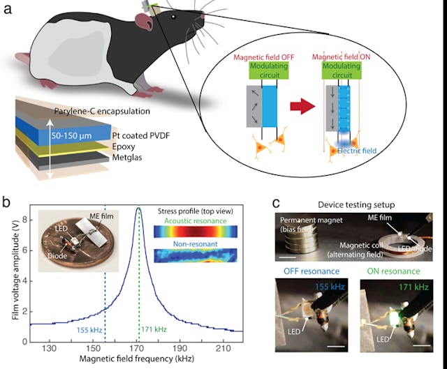 2. Magnetostrictive (ME) films convert alternating magnetic fields into a voltage: (a) Diagram of a ME device on a freely moving rat for wireless neural stimulation. The active ME element consists of piezoelectric polyvinylidene difluoride (PVDF) film (blue) and Metglas (gray) laminate encapsulated by Parylene-C. The inset shows the operating principle whereby the strain produced when magnetizing the gray magnetostrictive layer is transferred to the blue piezoelectric layer, creating a voltage across the film. (b) Example of a resonant response curve for a ME film showing that the maximum voltage is produced when the magnetic-field frequency matches an acoustic resonance at 171 kHz. The photograph inset shows an example of an assembled ME stimulator. The &ldquo;stress profile&rdquo; inset shows a top view of the stress produced in a ME film as calculated by a finite element simulation on and off resonance (COMSOL). (c) Device testing setup with a permanent magnet to apply a bias field and an electromagnetic coil to apply an alternating magnetic field (scale bars: upper = 1 cm, lower = 2 mm) (Source: Rice University)