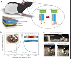 2. Magnetostrictive (ME) films convert alternating magnetic fields into a voltage: (a) Diagram of a ME device on a freely moving rat for wireless neural stimulation. The active ME element consists of piezoelectric polyvinylidene difluoride (PVDF) film (blue) and Metglas (gray) laminate encapsulated by Parylene-C. The inset shows the operating principle whereby the strain produced when magnetizing the gray magnetostrictive layer is transferred to the blue piezoelectric layer, creating a voltage across the film. (b) Example of a resonant response curve for a ME film showing that the maximum voltage is produced when the magnetic-field frequency matches an acoustic resonance at 171 kHz. The photograph inset shows an example of an assembled ME stimulator. The “stress profile” inset shows a top view of the stress produced in a ME film as calculated by a finite element simulation on and off resonance (COMSOL). (c) Device testing setup with a permanent magnet to apply a bias field and an electromagnetic coil to apply an alternating magnetic field (scale bars: upper = 1 cm, lower = 2 mm) (Source: Rice University) 2. Magnetostrictive (ME) films convert alternating magnetic fields into a voltage: (a) Diagram of a ME device on a freely moving rat for wireless neural stimulation. The active ME element consists of piezoelectric polyvinylidene difluoride (PVDF) film (blue) and Metglas (gray) laminate encapsulated by Parylene-C. The inset shows the operating principle whereby the strain produced when magnetizing the gray magnetostrictive layer is transferred to the blue piezoelectric layer, creating a voltage across the film. (b) Example of a resonant response curve for a ME film showing that the maximum voltage is produced when the magnetic-field frequency matches an acoustic resonance at 171 kHz. The photograph inset shows an example of an assembled ME stimulator. The “stress profile” inset shows a top view of the stress produced in a ME film as calculated by a finite element simulation on and off resonance (COMSOL). (c) Device testing setup with a permanent magnet to apply a bias field and an electromagnetic coil to apply an alternating magnetic field (scale bars: upper = 1 cm, lower = 2 mm) (Source: Rice University)