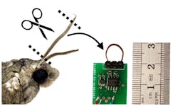 3. The electroantennogram (EAG) is comprised of a single excised antenna from a Manduca sexta hawkmoth with custom signal-conditioning circuitry, shown with each end being inserted into stainless steel wire.