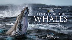 1. Secrets of the Whales is a four-part series from National Geographic. (National Geographic for Disney+)