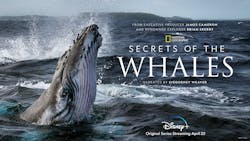 1. Secrets of the Whales is a four-part series from National Geographic. (National Geographic for Disney+) 1. Secrets of the Whales is a four-part series from National Geographic. (National Geographic for Disney+)