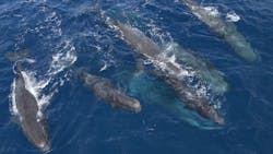 2. This type of shot was done using a DJI Inspire 2 drone. (National Geographic for Disney+) 2. This type of shot was done using a DJI Inspire 2 drone. (National Geographic for Disney+)