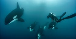 6. Most underwater shots were done by divers. (National Geographic for Disney+/Kina Scollay) 6. Most underwater shots were done by divers. (National Geographic for Disney+/Kina Scollay)