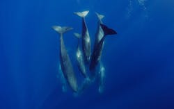 7. Sperm whales sleep vertically. (National Geographic for Disney+)