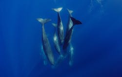 7. Sperm whales sleep vertically. (National Geographic for Disney+) 7. Sperm whales sleep vertically. (National Geographic for Disney+)