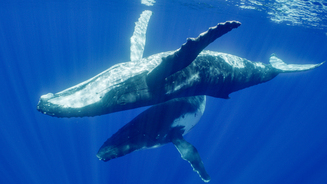 Whales Promo