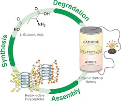 1. Schematic summarizing the steps and cycle for the project starting with the synthesis of the polypeptides, assembly of polypeptide-based electrodes into a cell, and the degradation of the polypeptides. 1. Schematic summarizing the steps and cycle for the project starting with the synthesis of the polypeptides, assembly of polypeptide-based electrodes into a cell, and the degradation of the polypeptides.