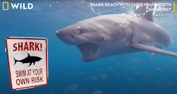 Sharks Promo New 60df5647849c7 Sharks Promo New 60df5647849c7