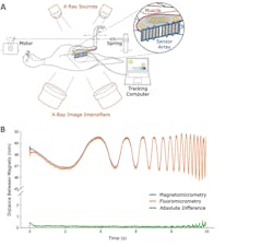 4. Real-time muscle-length tracking: (A) Two magnetic spheres (in yellow) were implanted in the gastrocnemius muscle (red) in four turkeys. A laptop computer and a magnetic-field sensor array (blue) mounted external to the turkey’s leg were used to track the distance between the magnetic beads in real-time. Two X-ray sources (orange, above turkey) and image intensifiers (orange, below turkey) were used to record stereo X-ray video of the magnetic beads. (B) The distance between the magnetic beads as measured by magnetomicrometry (plotted in blue) is shown against the X-ray stereo videofluoroscopy (fluoromicrometry, plotted in orange). The absolute difference between magnetomicrometry and fluoromicrometry is plotted in green. 4. Real-time muscle-length tracking: (A) Two magnetic spheres (in yellow) were implanted in the gastrocnemius muscle (red) in four turkeys. A laptop computer and a magnetic-field sensor array (blue) mounted external to the turkey’s leg were used to track the distance between the magnetic beads in real-time. Two X-ray sources (orange, above turkey) and image intensifiers (orange, below turkey) were used to record stereo X-ray video of the magnetic beads. (B) The distance between the magnetic beads as measured by magnetomicrometry (plotted in blue) is shown against the X-ray stereo videofluoroscopy (fluoromicrometry, plotted in orange). The absolute difference between magnetomicrometry and fluoromicrometry is plotted in green.