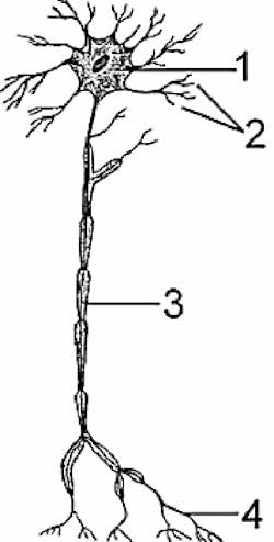 1. A single neuron includes a cell body (1), dendrite (2), axon (3), and nerve ending (4). (Image credit: Merriam-Webster)
