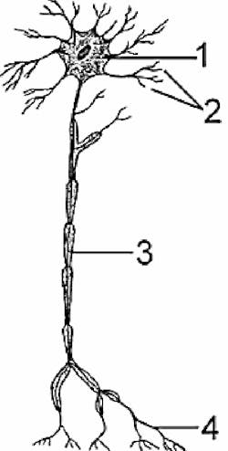 1. A single neuron includes a cell body (1), dendrite (2), axon (3), and nerve ending (4). (Image credit: Merriam-Webster) 1. A single neuron includes a cell body (1), dendrite (2), axon (3), and nerve ending (4). (Image credit: Merriam-Webster)