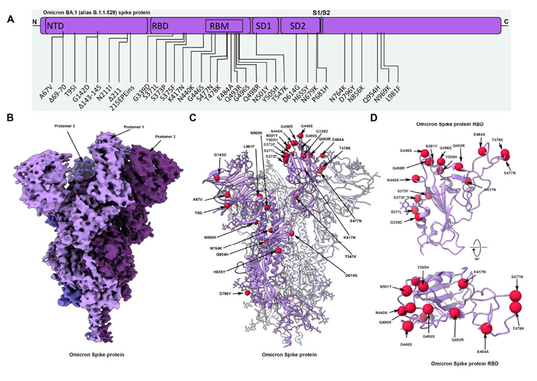1. Created from thousands of image frames captured by the Falcon4 camera, this reconstruction shows the Cryo-EM structure of the Omicron spike protein. A schematic diagram shows the domain arrangement of the spike protein. Mutations present in the Omicron variant spike protein are labeled (A). Cryo-EM map of the Omicron spike protein at 2.79 &angst; (B). Protomers are colored in shades of purple. Cryo-EM structure of Omicron spike protein indicating the locations of all mutations on one protomer (C). The Omicron spike receptor-binding domain (RBD) shown in two orthogonal orientations (D). C&alpha; of all mutated residues are shown as red spheres. (Image courtesy of the University of British Columbia and Gandeeva Therapeutics).