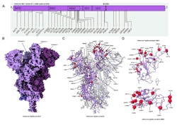 1. Created from thousands of image frames captured by the Falcon4 camera, this reconstruction shows the Cryo-EM structure of the Omicron spike protein. A schematic diagram shows the domain arrangement of the spike protein. Mutations present in the Omicron variant spike protein are labeled (A). Cryo-EM map of the Omicron spike protein at 2.79 Å (B). Protomers are colored in shades of purple. Cryo-EM structure of Omicron spike protein indicating the locations of all mutations on one protomer (C). The Omicron spike receptor-binding domain (RBD) shown in two orthogonal orientations (D). Cα of all mutated residues are shown as red spheres. (Image courtesy of the University of British Columbia and Gandeeva Therapeutics). 1. Created from thousands of image frames captured by the Falcon4 camera, this reconstruction shows the Cryo-EM structure of the Omicron spike protein. A schematic diagram shows the domain arrangement of the spike protein. Mutations present in the Omicron variant spike protein are labeled (A). Cryo-EM map of the Omicron spike protein at 2.79 Å (B). Protomers are colored in shades of purple. Cryo-EM structure of Omicron spike protein indicating the locations of all mutations on one protomer (C). The Omicron spike receptor-binding domain (RBD) shown in two orthogonal orientations (D). Cα of all mutated residues are shown as red spheres. (Image courtesy of the University of British Columbia and Gandeeva Therapeutics).