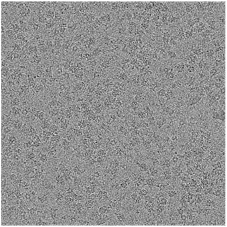 2. This image captured by the Falcon 4 detector shows drift-corrected, aligned, summed frames. Out of such images, particles are selected in several different orientations, which are then used for 3D reconstruction software.