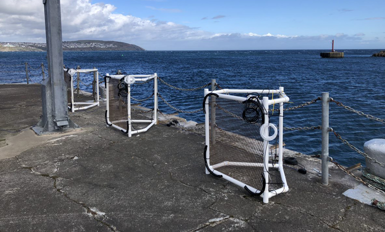 CCell's first cold-water reef will be grown in the rugged waters off the Isle of Man.