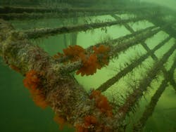 Fig8 220517 News Mod C Cell Artificial Reef 3 Telchac Fig8 220517 News Mod C Cell Artificial Reef 3 Telchac