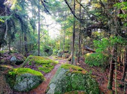 Woods Image Woods Image