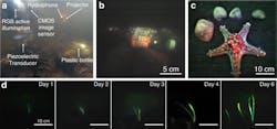 5. (a) The figure shows a photo of a prototype deployed in Keyser Pond for monitoring pollution from plastic bottles on the lakebed. (b) The RGB image output obtained from the imaging method while monitoring pollution in Keyser Pond. (c) RGB image output for Protoreaster linckii, demonstrating qualitative success in recovering its color and numerous tubercles along the starfish’s five arms. d) The imaging method was used to monitor the growth of an Aponogeton ulvaceus over a week. The figures show the captured images on different days of the week. 5. (a) The figure shows a photo of a prototype deployed in Keyser Pond for monitoring pollution from plastic bottles on the lakebed. (b) The RGB image output obtained from the imaging method while monitoring pollution in Keyser Pond. (c) RGB image output for Protoreaster linckii, demonstrating qualitative success in recovering its color and numerous tubercles along the starfish’s five arms. d) The imaging method was used to monitor the growth of an Aponogeton ulvaceus over a week. The figures show the captured images on different days of the week.