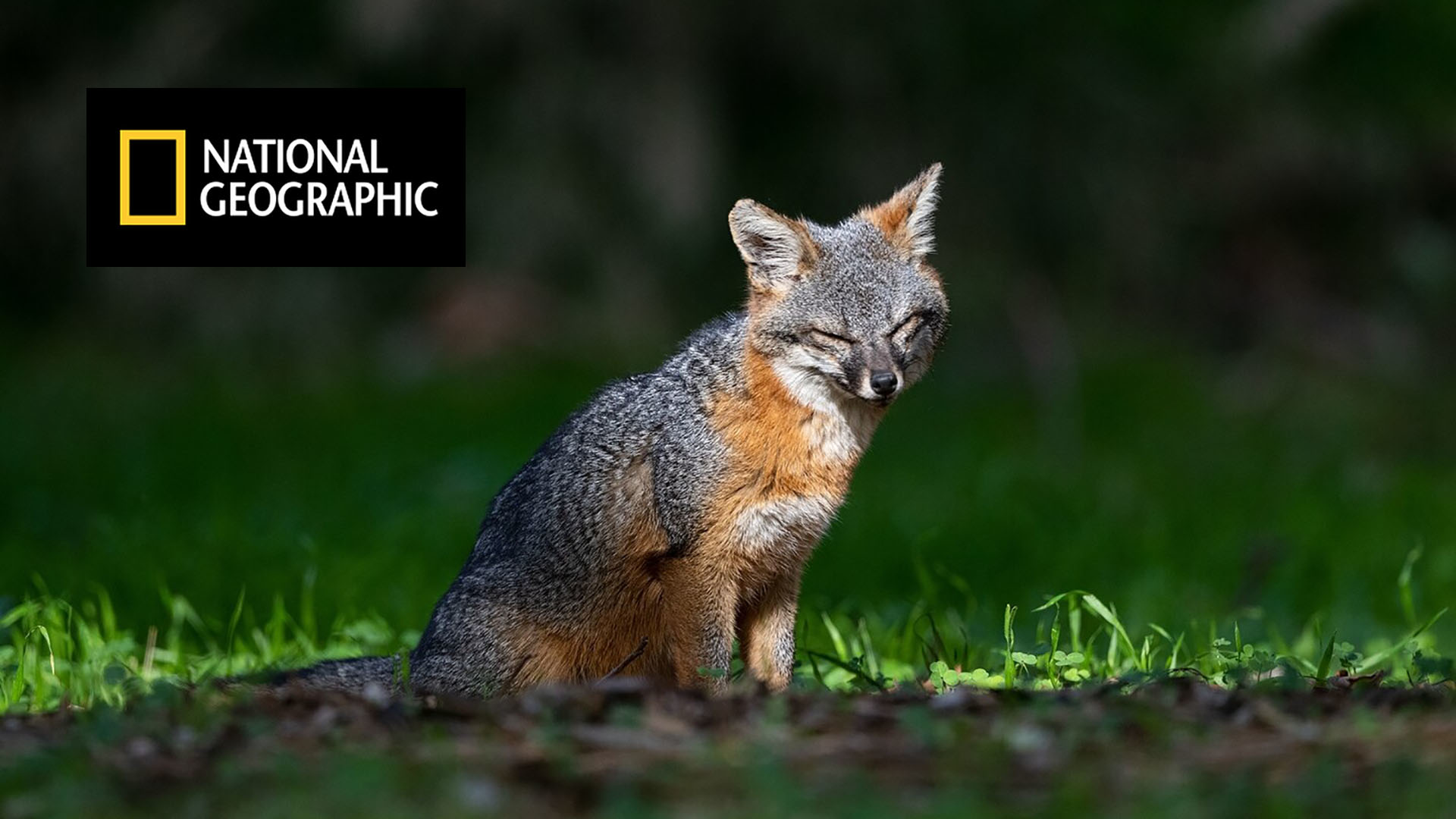 Fig 1 Channel Islands Fox Promo 64b01ccbbb887