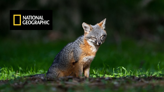 Fig 1 Channel Islands Fox Promo 64b01ccbbb887