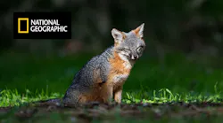 Fig 1 Channel Islands Fox Promo