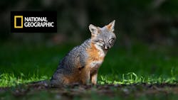 Fig 1 Channel Islands Fox Promo 64b01ccbbb887 Fig 1 Channel Islands Fox Promo 64b01ccbbb887