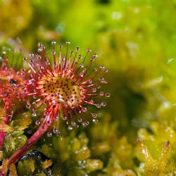 2. Macro cams positioned on robotic arms can capture minute details of many species of plants, including the Australian Sundew. 2. Macro cams positioned on robotic arms can capture minute details of many species of plants, including the Australian Sundew.