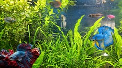 The background is a photograph of my aquarium, but one of the two Siamese Fighting fish is AI-generated while the other is a from a photograph. The background is a photograph of my aquarium, but one of the two Siamese Fighting fish is AI-generated while the other is a from a photograph.