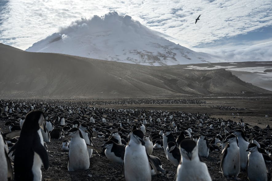 The penguins are thinking&hellip; &ldquo;We&rsquo;ve been visiting here for decades. What&rsquo;s so new about it?&rdquo;