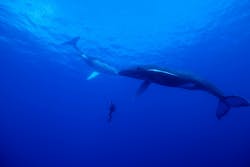 3. The rEvo rebreather scrubs the exhaled CO2 from the gas circuit, preventing bubbles from escaping the dive rig. 3. The rEvo rebreather scrubs the exhaled CO2 from the gas circuit, preventing bubbles from escaping the dive rig.