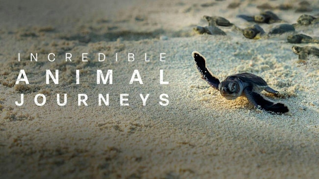 6564ca9151d961001e6e87ff Incredibleanimaljourneyspromo Web