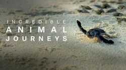 incredibleanimaljourneyspromo_web