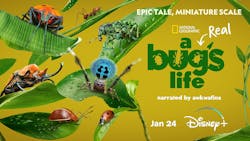 65b802ac132e04001efcc528 A Real Bug 8217 S Life Promo 65b802ac132e04001efcc528 A Real Bug 8217 S Life Promo